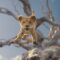 Mufasa: The Lion King