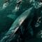 Top New Movies Streaming in June 2024